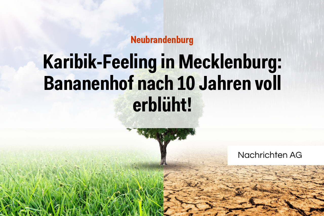 Karibik-Feeling in Mecklenburg: Bananenhof nach 10 Jahren voll erblüht!