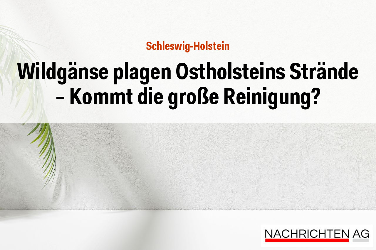 Wildgänse plagen Ostholsteins Strände – Kommt die große Reinigung?